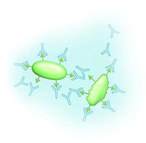 IZVOR ANTIGENOV - BAKTERIJSKI Ag: so lahko sestavine bakterijske celice (sestavine bičkov, kapsule,.