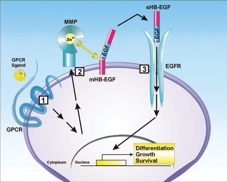 Substrati MMP-jev MMP-ji cepijo več vrst substratov: - Strukturni proteini preoblikovanje/ recikliranje ECM - Regulatorni proteini - Signalni proteini aktivacija/inaktivacija citokinov/kemokinov/rf s