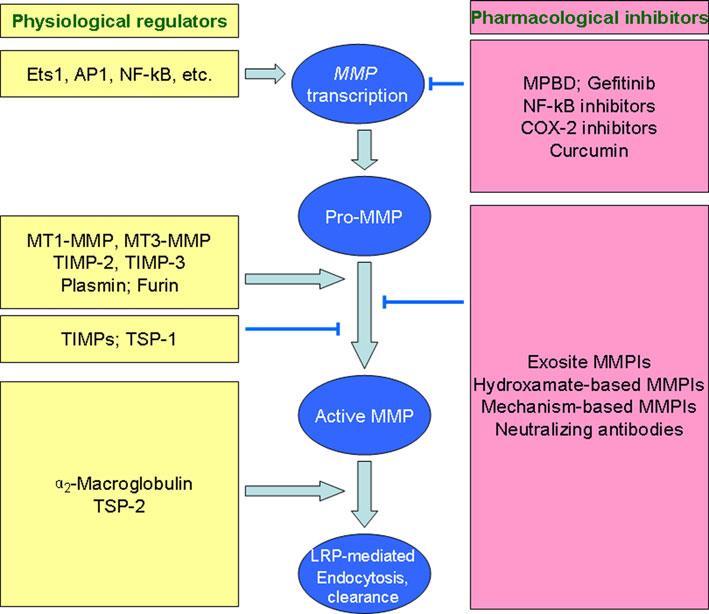 Nivoji regulacije MMP-jev Hua et