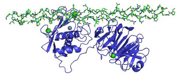 Hemopeksinska domena PDB