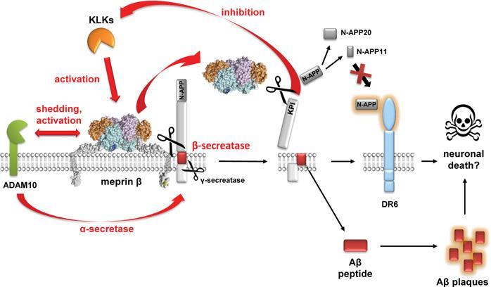 Broder & Becker-Pauly. Biochem. J. (2013) 450 Meprini Specifičnost meprinov redka preferenca za kisle ostanke. Naravni substrati so slabo poznani.