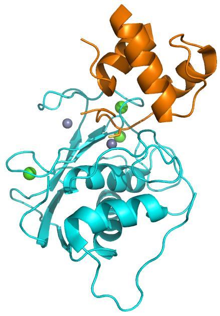 Metaloproteaze Inhibicija