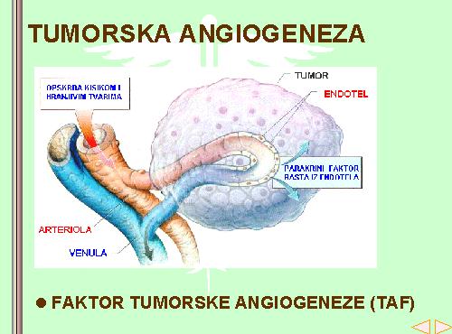 IIBITRI TUMRSKE AGIGEEZE Angiogeneza: - stvaranje novih krvnih sudova iz postojećih