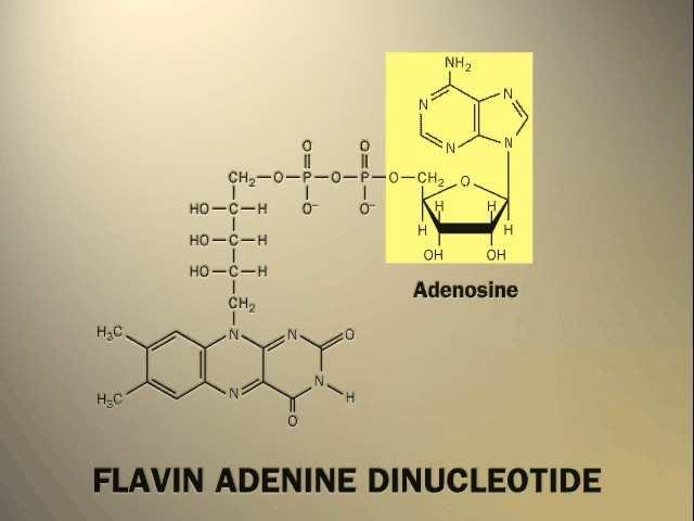 Dehidrogenaza Redukcija NAD + ksidacija NAD N + N Nikotinamid (reducirani oblik) NAD, reducirani oblik NAD +