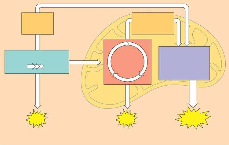 Lanac prenositelja elektrona Stanično disanje Slobodna energija, G + 1 / (iz hrane preko NAD) + + e Kontrolirano otpuštanje za sintezu Konačni akceptor elektrona Kumulativni doprinos tri metabolička