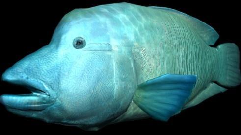Kala ise võib kaaluda isegi kuni 190 kg. Teisel pildil oleva madalajalgse kassi üheks esivanemaks on tuntud kääbusliik Munchkin. Nii kala kui kass kannavad ühe tuntud väejuhi nime.