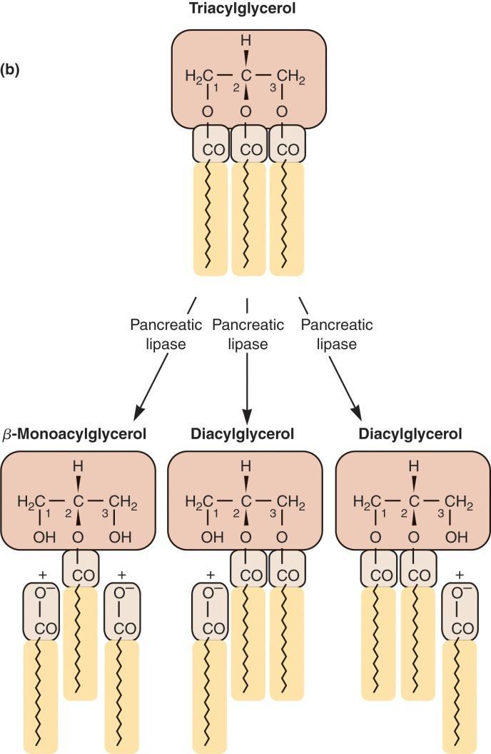 HYDROLÝZA TRIACYLGLYCEROLOV uvľňujú sa jedntlivé zlžky: glycerl