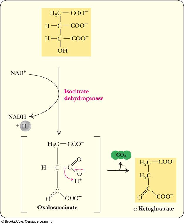 3 OXIDAČNÁ DEKARBOXYLÁCIA IZOCITRÁTU (1.