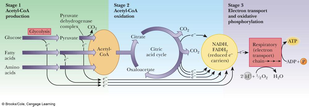 POSTAVENIE CITRÁTOVÉHO CYKLU V METABOLIZME 3 centrálne metablické prcesy v aeróbnm