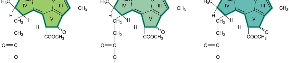 klorofila a,