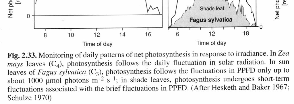 Prikaz odvisnosti dnevnega poteka fotosinteze od radiacije pri C3 (Fagus