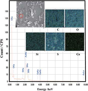 +- Example of SEM mapping image with point analyses by EDX of the substance on Nuclepore analyses by