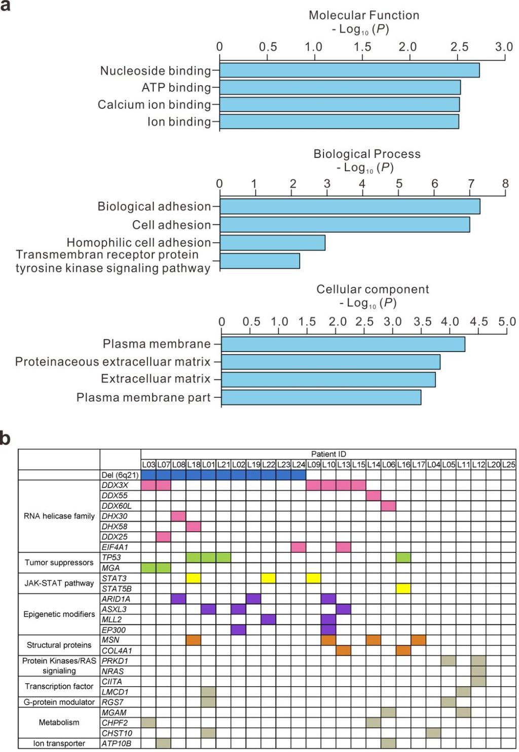 Supplementary Figure 4 Functional categories of somatic mutations in 25 people with NKTCL, subjected to whole-exome sequencing.