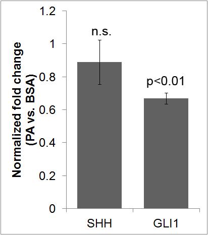 Supplementary Figure 2 mrna expression levels of Hedgehog ligand SHH and downstream transcription factor GLI1in PA vs. BSA treated HepG2 cells.