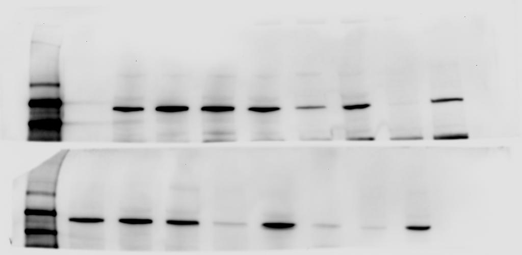 Supplementary Figure 3