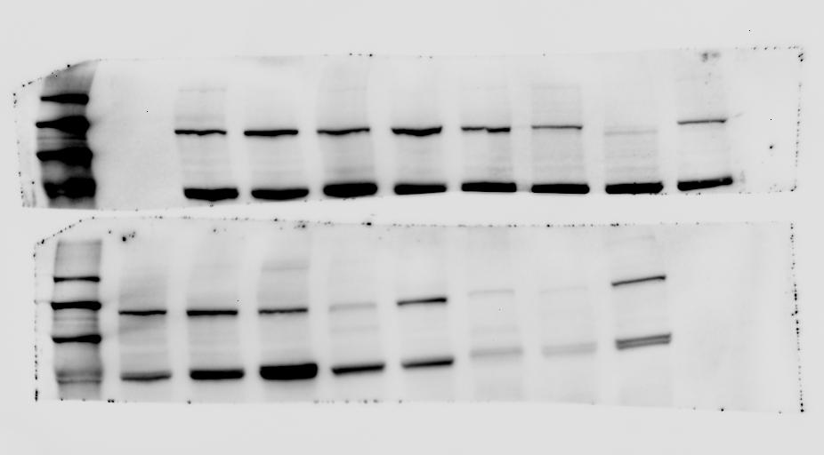 CDH1 HighBMI