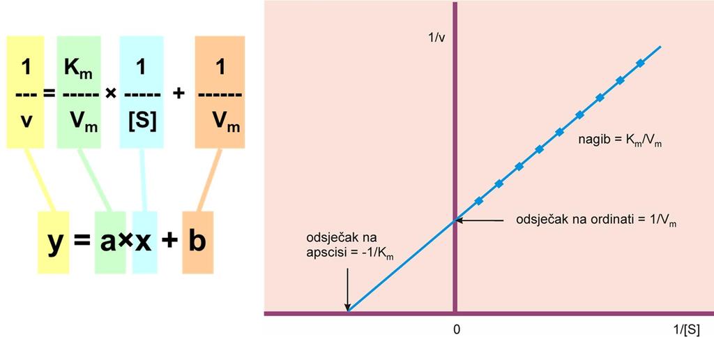 Grafički prikaz ove jednadžbe nazivamo dvostruko recipročni ili Lineveawer Burkov dijagram (Slika 16). Slika 16.