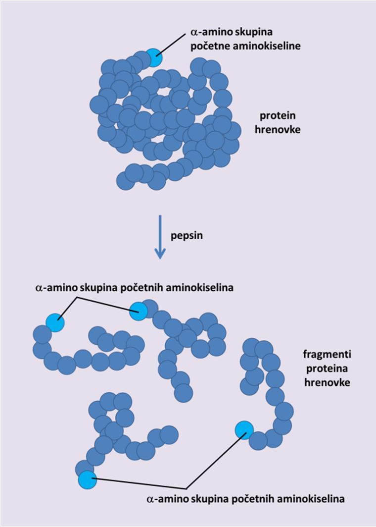 Vježba 12. Simulacija probave proteina u želucu Svrha vježbe: Upoznati se sa razgradnjom proteina u želucu djelovanjem pepsina.