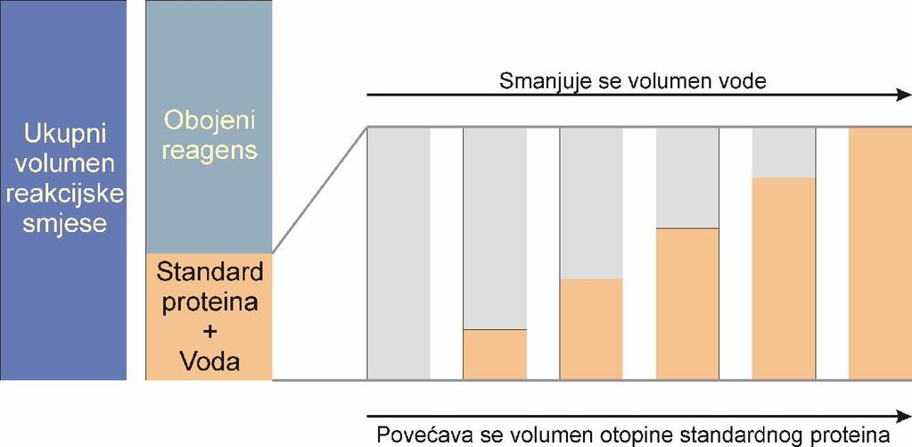 Kako se to priprema baždarni dijagram za određivanje koncentracije proteina?