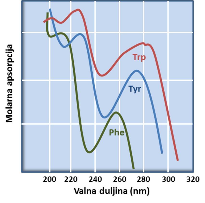 Vježba 1. Određivanje koncentracije proteina UV-metodom Svrha vježbe: Upoznati se sa načinom određivanja koncentracije proteina u otopinama standardnih proteina pomoću UV metode.