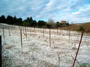 Kalcizacija vinograda Djelotvornost kalcizacijskog materijala povećava se s njegovom finoćom mljevenog materijala.