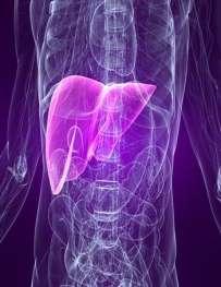 Vildagliptin & hepatic enzyme elevations 38 Phase II and Phase III clinical trials as monotherapy or in combination with