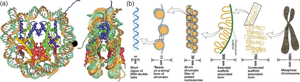 1 Uvod Kromatin je me²anica DNA, RNK in razli nih proteinov, predvsem histonskih. Osnovni gradnik kromatina je nukleosom, cilindri ni skupek osmih histonskih proteinov, na katerega je vezana DNA [1].