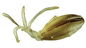 endosperm aleuronske celice hidrolitični encimi