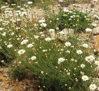 11 Terpenoidi Piretrin I (C 10 ) glava-sredina Pyrethrines Insecticides from Chrysanthemum