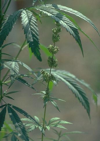 22 Monoterpeni OH OH OH HO O OH trans-geraniol (-) b-citronellol (-) Linalool OH (+)-a-terpineol (-)-Menthol