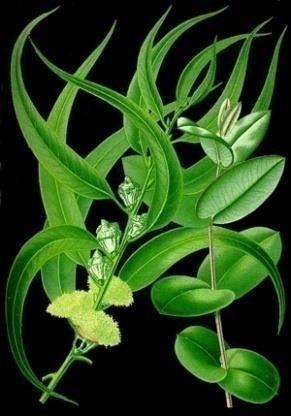 24 Monoterpeni Cineol