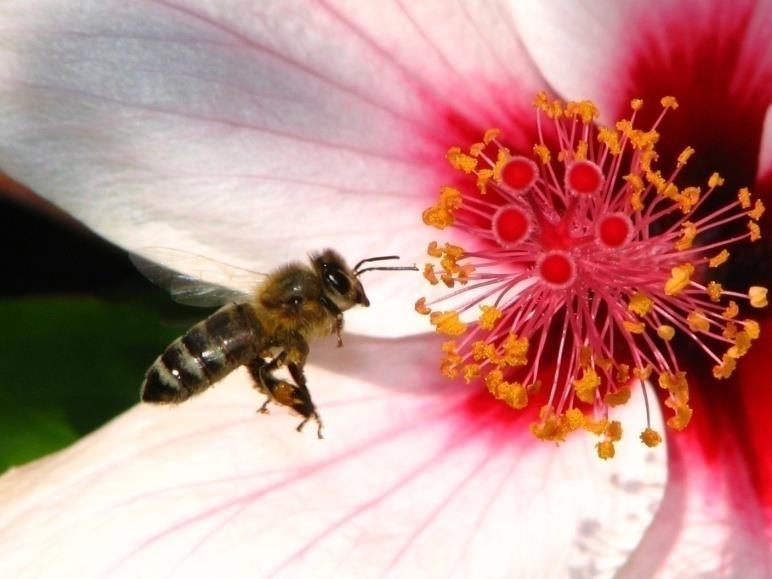 50 Esencijalna ulja Uloga Privlače insekte Odbijaju