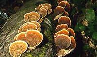 Fungi