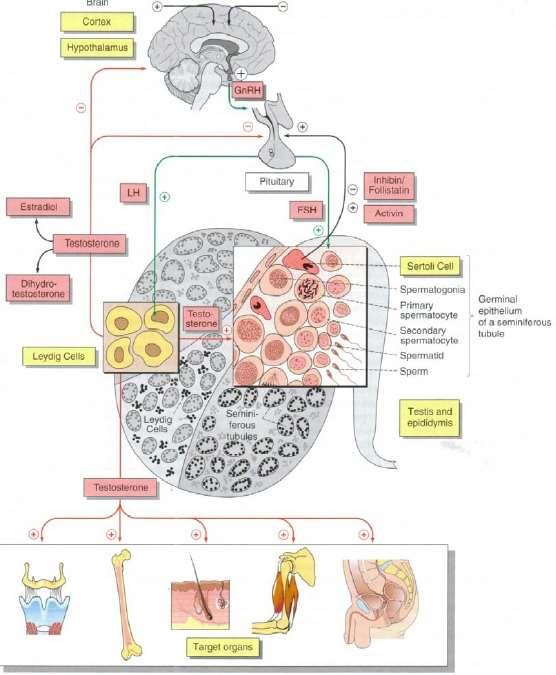 FIZIOLOGIA AXULUI HIPOTALAMO- HIPOFIZO-GONADIC Testosteronul, estradiolul, opioizii endogeni, ș. a. factori, influențează secreția hipotalamică a GnRH, care asigură eliberarea pulsatilă a LH.