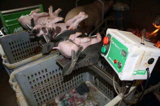 Uporaba anastezije in/ali analgezije Lokalna (lidokain) ali splošna anestezija (ketamin, izofluran, halotan, CO 2 ) Zmanjša bolečino ob posegu Težka kontrola nad