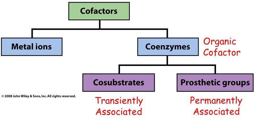 Cofactorii enzimatici organici
