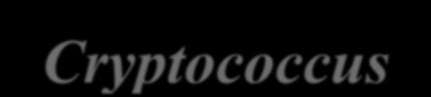 Cryptococcus