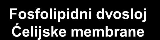 Fosfolipidni dvosloj Ćelijske membrane