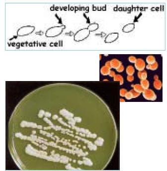 Candida