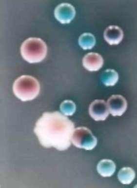 C.albicans > 50% C.glabrata (R) na AmB i triazole Candida sepsa četvrti uzročnik sepse / ICU (!