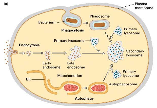 mehanizem proteinske razgradnje citozolni proteini abnormalni proteini kratkoživeči proteini ERasocirani proteini dolgoživeči proteini endocitozirani proteini membranski proteini ekstracelularni