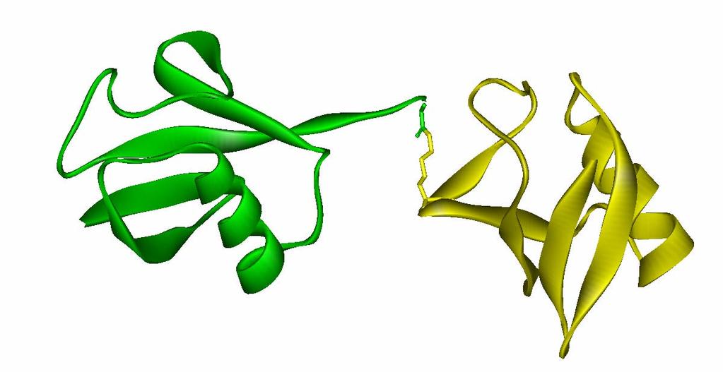 ubikvitin ubiquitus=povsod Gly76 Ckonec Lys48 Lys29 Lys64 Nkonec diubikvitin izopeptidna vez Ckonec Gly76 Nkonec Nkonec Lys48 Ckonec vloga ubikvitina