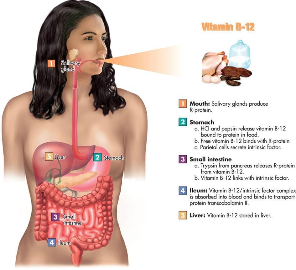 25 Groups at Risk of Vitamin B12 Deficiency תת-ספיגה של ויטמין B 12 26 במעי כתוצאה מחוסר פקטור פנימי לאחר כריתת קיבה מלאה / חלקית, לרבות ניתוחי קיבה לטיפול בהשמנת יתר.