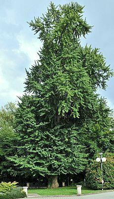 Ginkgo biloba 40 בתמצית הגינקו שני חומרים פעילים גליקוזידים פלבונואידיים ( Flavonoid Glycosides) וגינקגוסיד, שהוא חומר ייחודי לצמח זה.