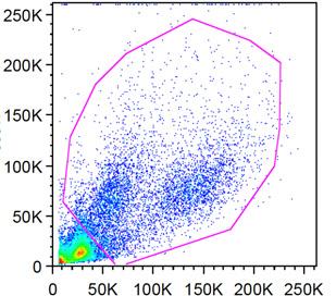 with CD19 (A375-CD19) (day -21) and infused with 5x15 CAR-T cells on day and 4.