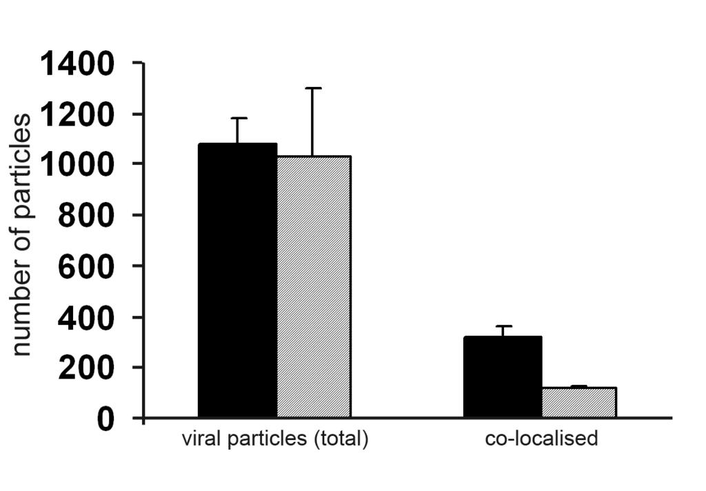 ** Supplementary Figure 13 Quantification of co-localised virus particles. SON knockdown and control cells were with influenza A virus (A/WSN/33) for 45 min at 37 C after incubation on ice.