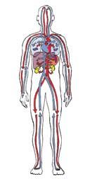 KRAUJAS NEPAKEIČIAMAS GYVYBĖS ELIKSYRAS Kraujas labai svarbi, įdomi ir nepakeičiama žmogaus organizmo dalis. Jis dažnai vadinamas skystu organu, kurio paskirtis palaikyti žmogaus gyvybę.