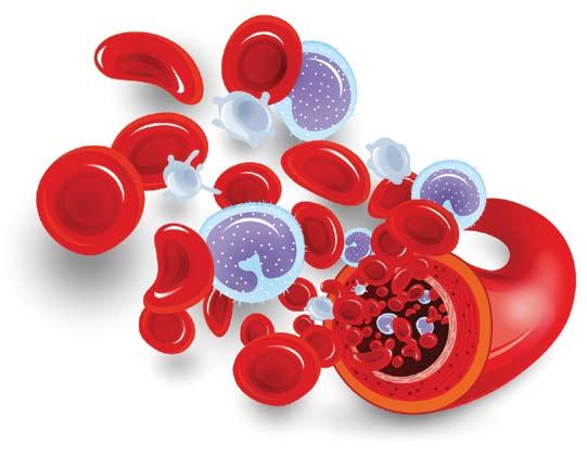 Sudėtinės kraujo dalys Kraują sudaro šios dalys: eritrocitai, leukocitai, trombocitai ir kraujo plazma. Kraujo ląstelės Kraujo ląstelės pagal savo sandarą ir funkcijas skirstomos į tris grupes.