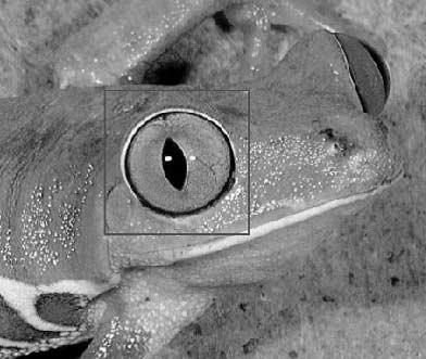 (a) Original image (b) JPEG + Bicubic (c) FIC 1 Fig.