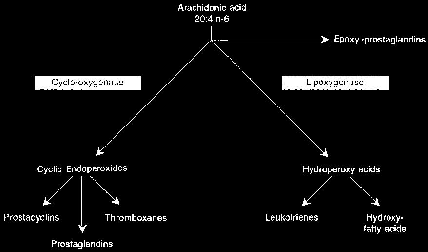Arahidonska kiselina u hrani